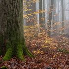 Novemberwald