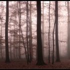 ..Novemberwald....