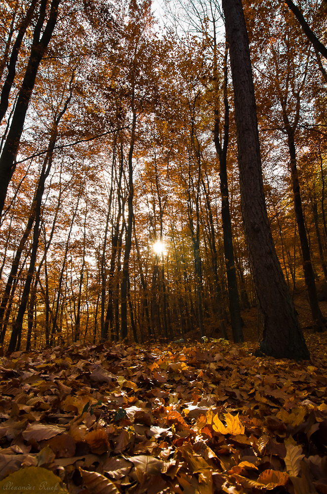 Novemberwald