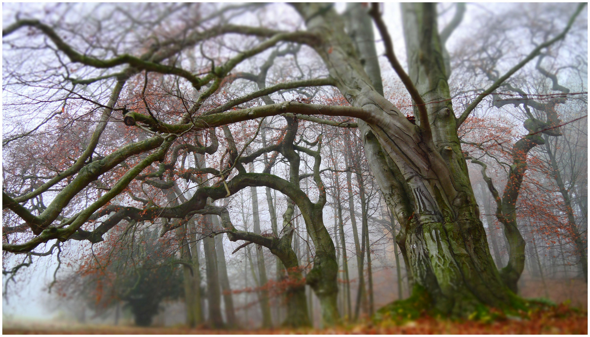 Novemberwald (III)