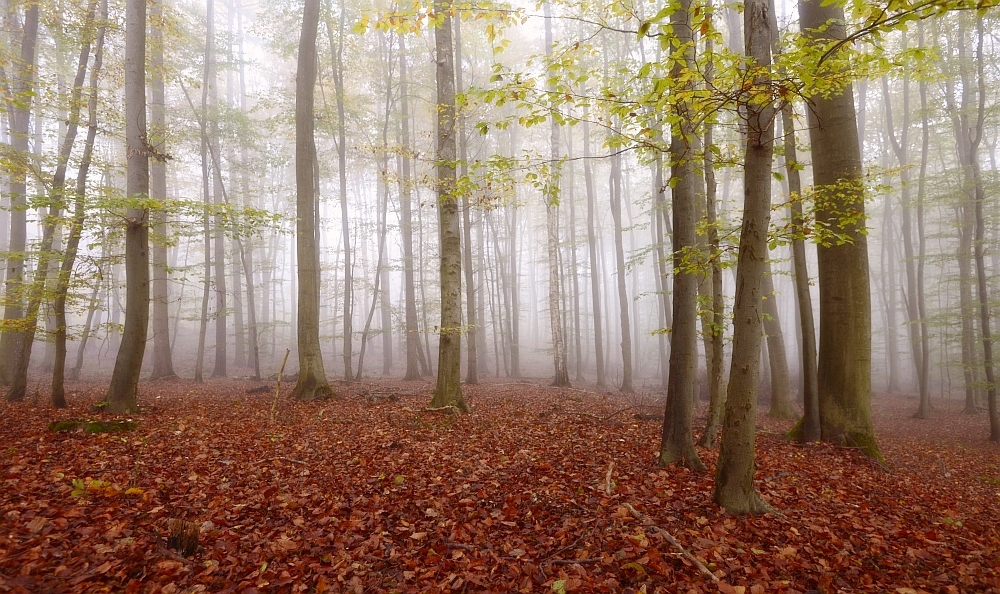 Novemberwald im Nebel