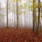 Novemberwald im Nebel