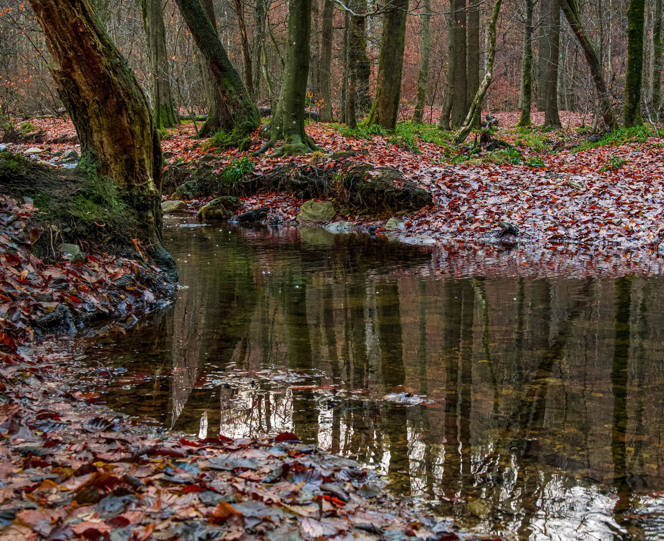 Novemberwald im Spiegel