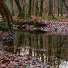 Novemberwald im Spiegel