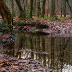 Novemberwald im Spiegel