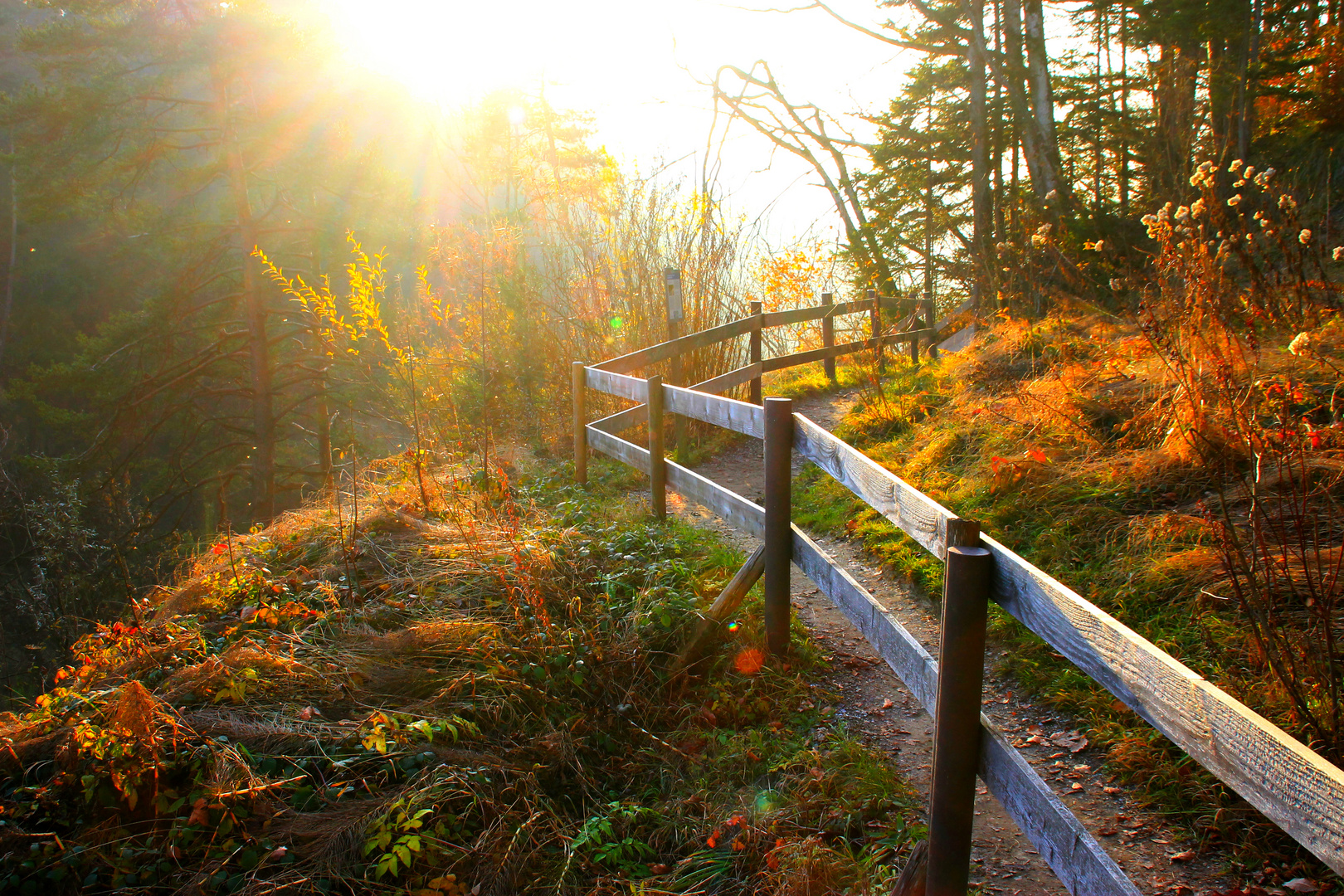 Novemberwald IV