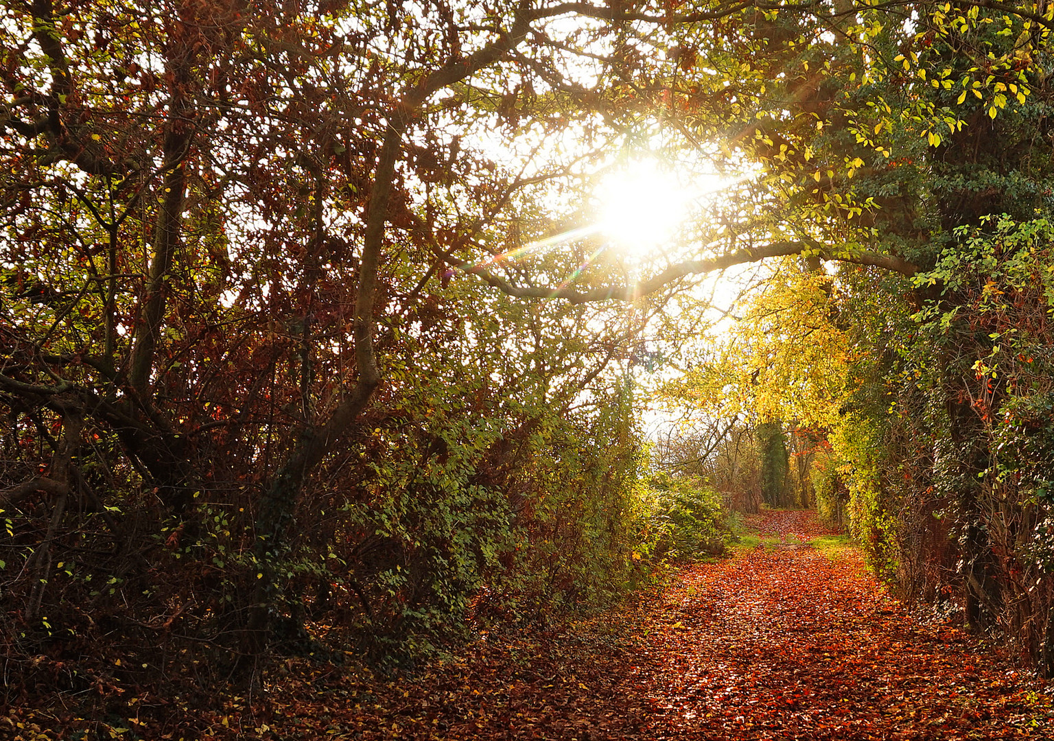 Novemberweg