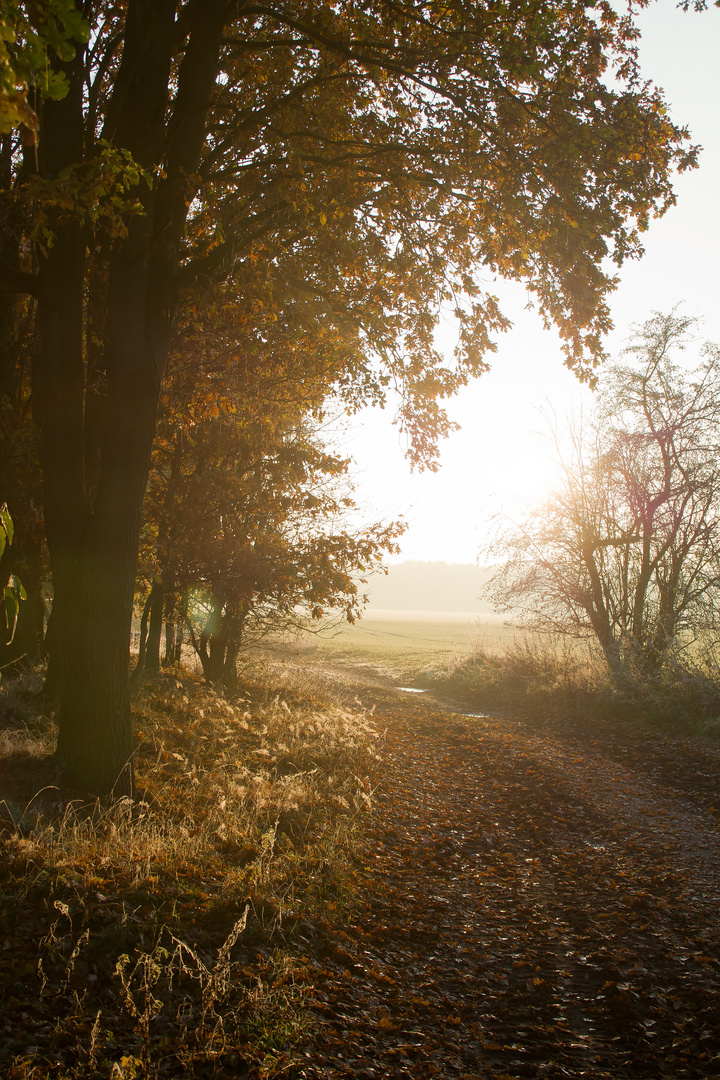 Novemberwege, Norddeutschland