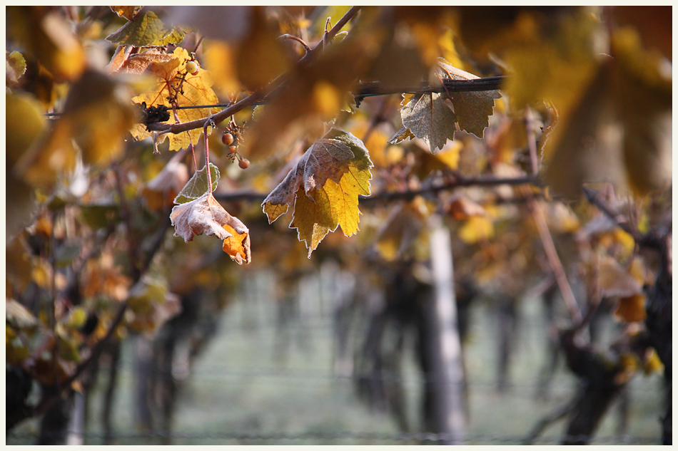 ... Novemberwein ...