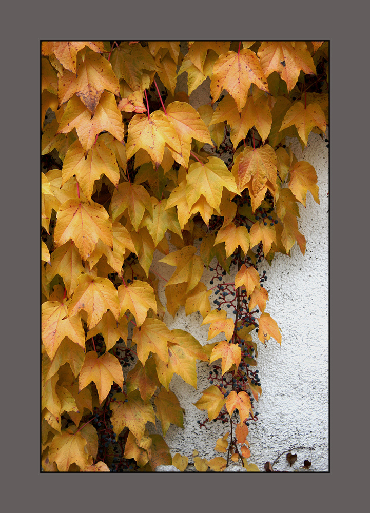 Novemberweinlaub