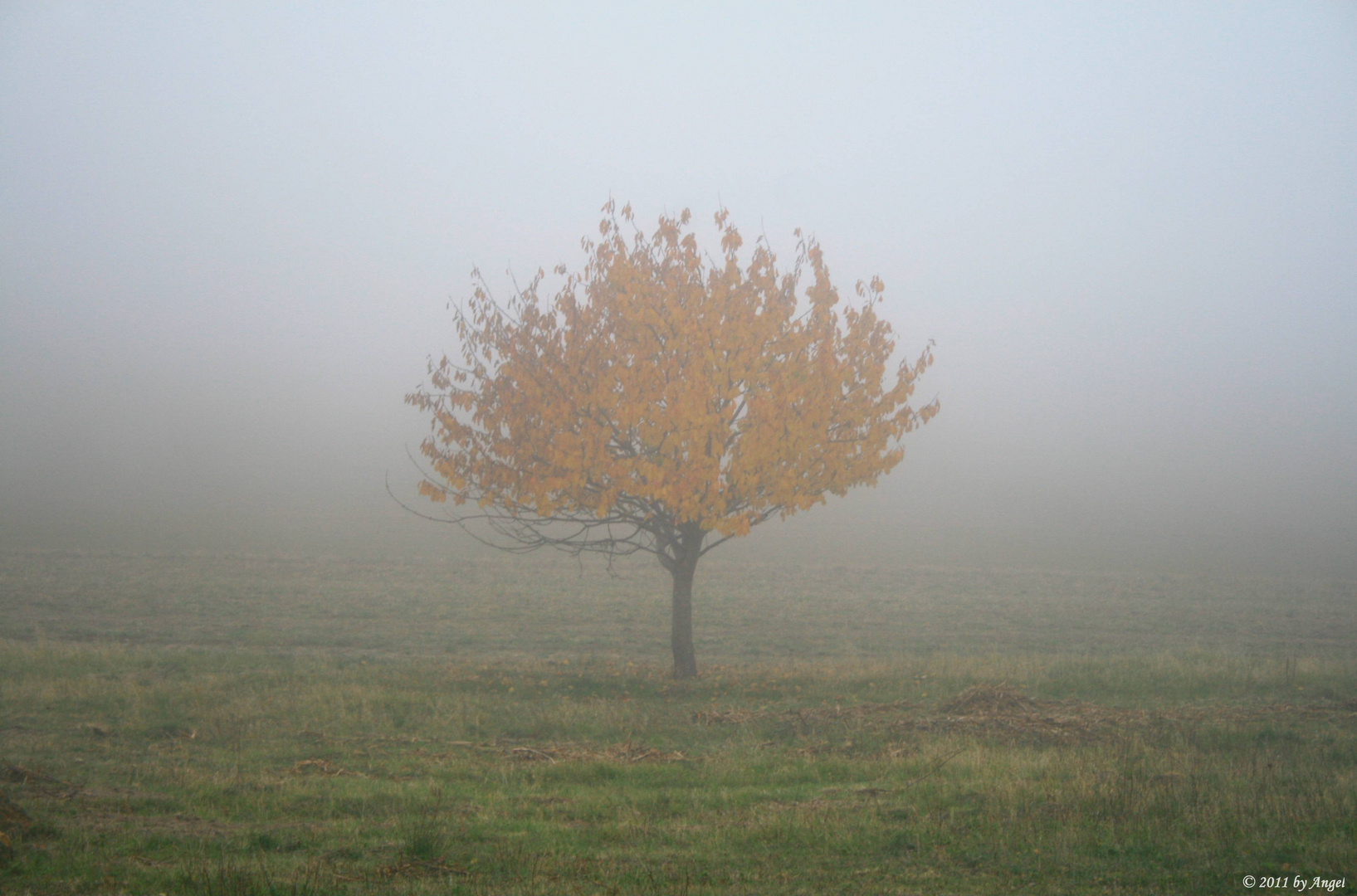Novemberwetter... Foto & Bild pflanzen, pilze & flechten, bäume