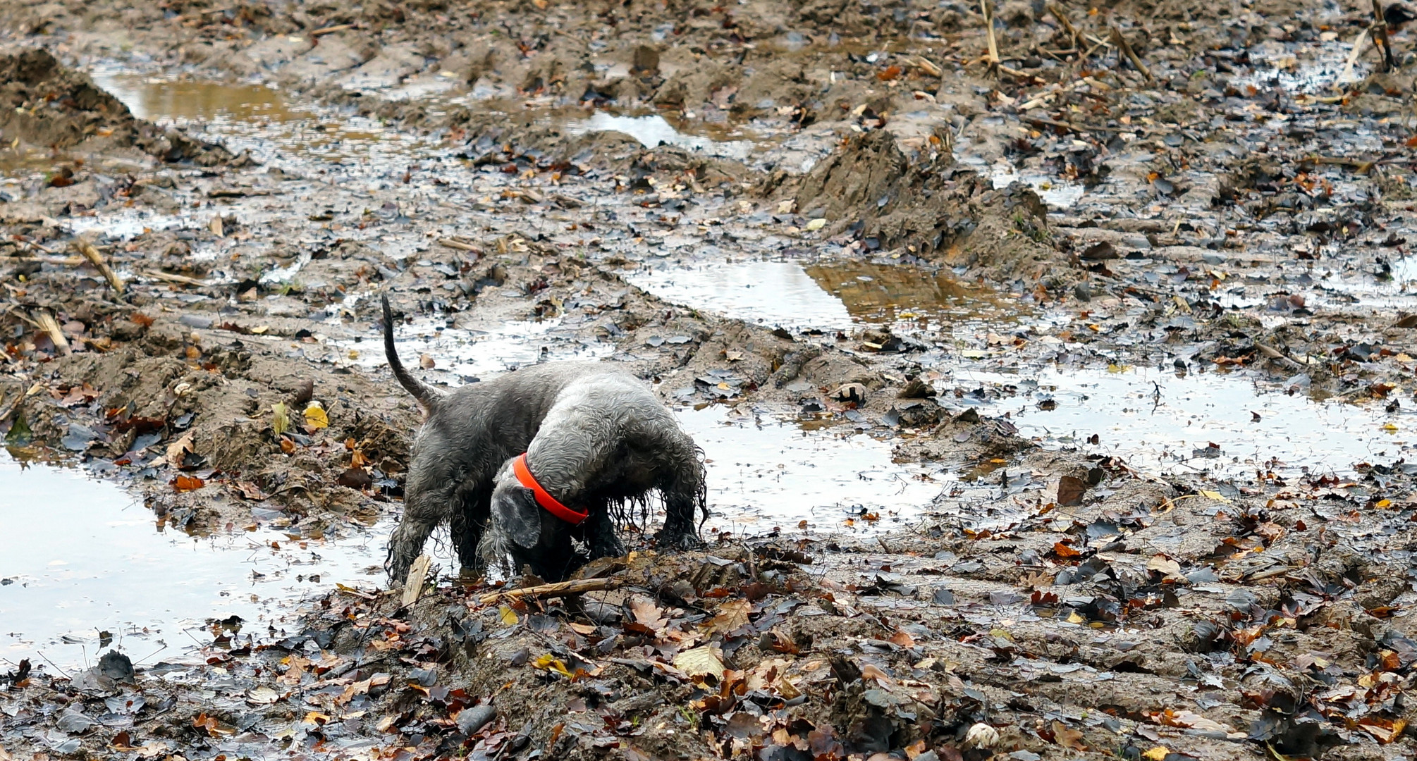 Novemberwetter = Cesky Terrier Zeit