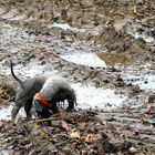 Novemberwetter = Cesky Terrier Zeit