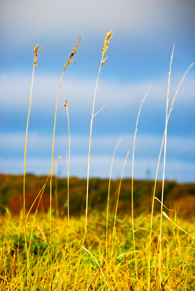 Novemberwiese