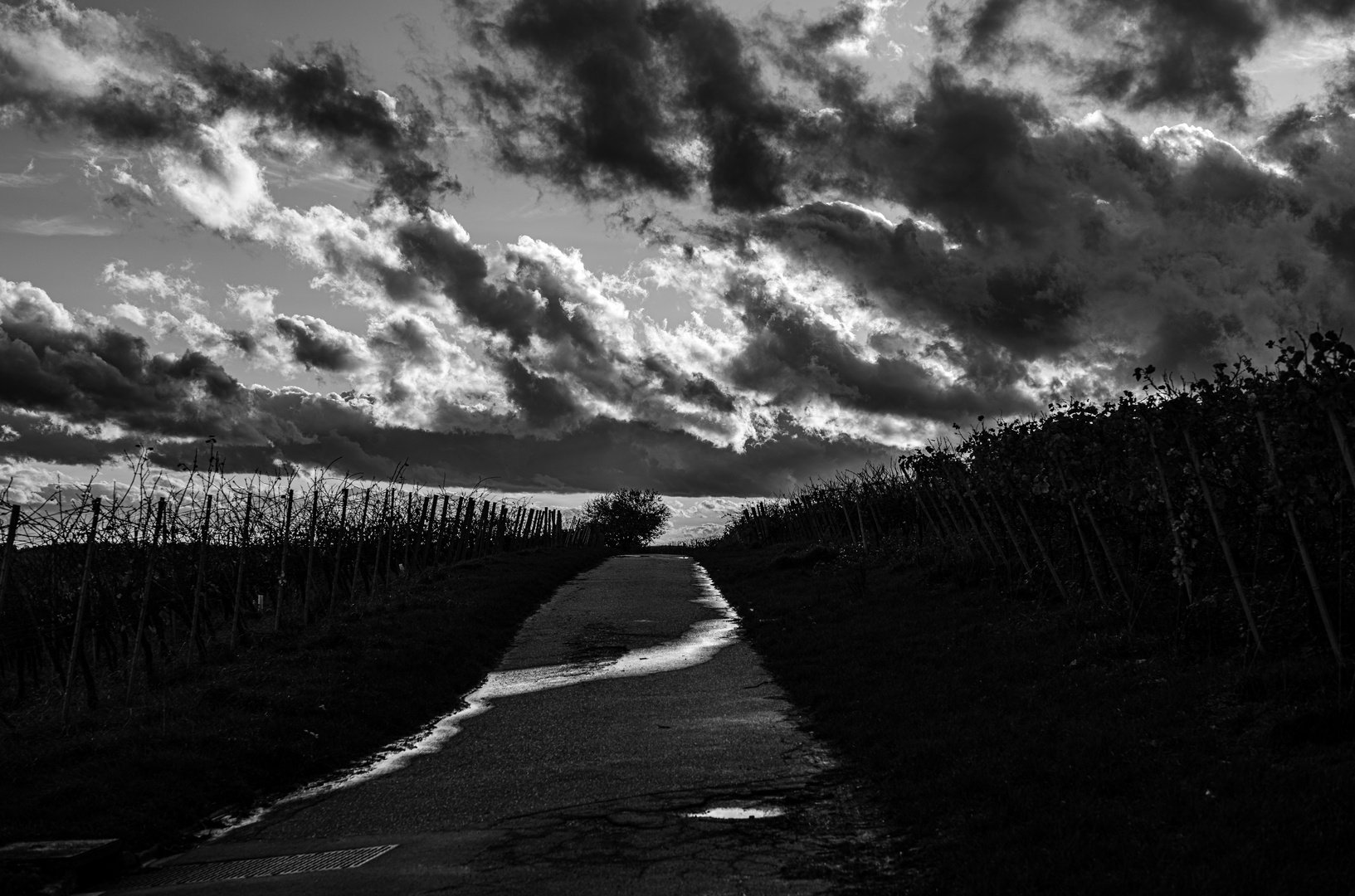 Novemberwolken überm Weinberg 