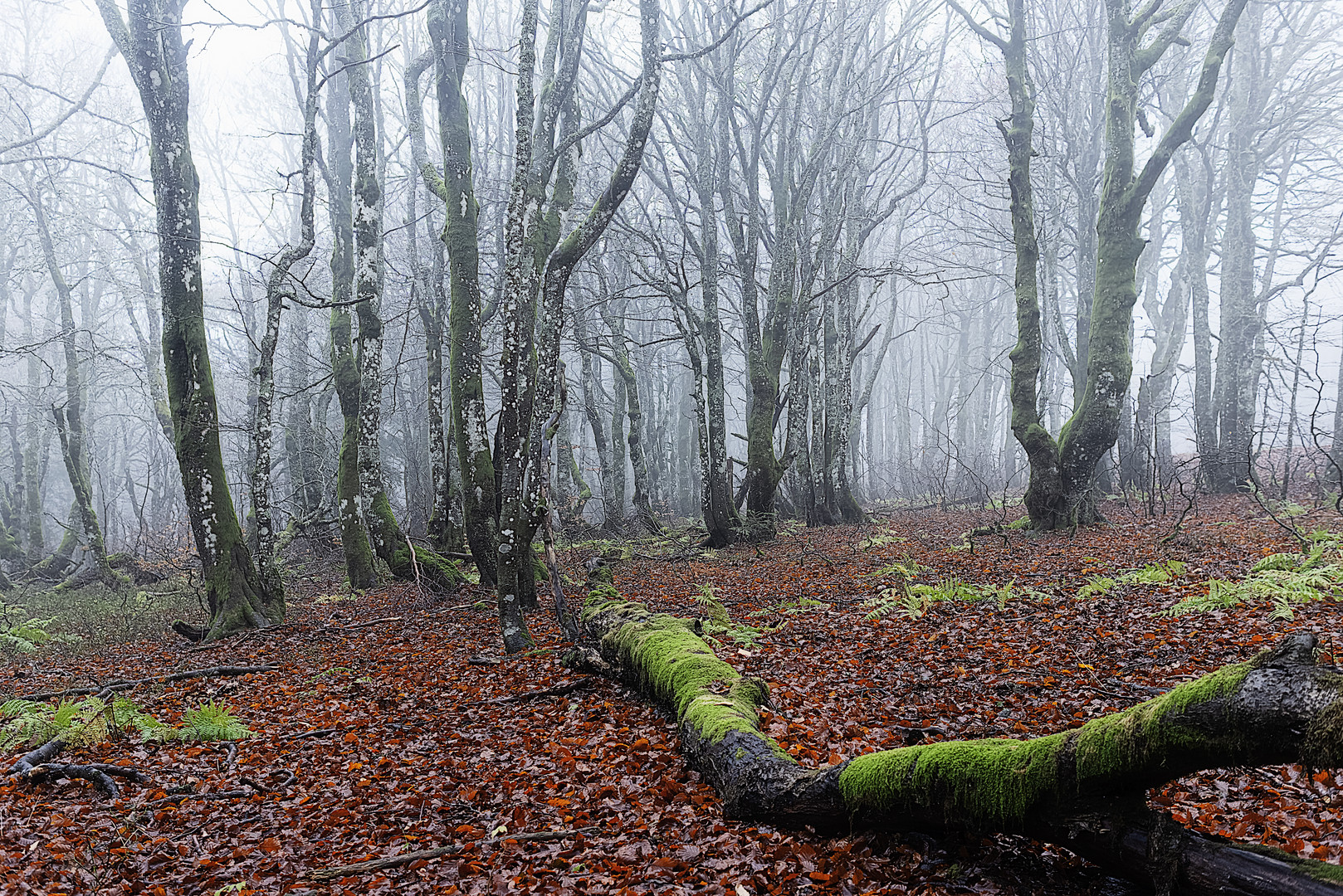 Novembre dans les Vosges   ....