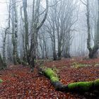 Novembre dans les Vosges   ....