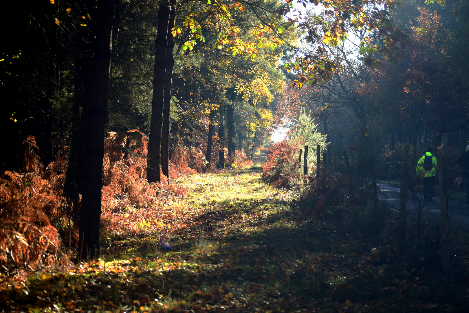 Novembre et ses couleurs 