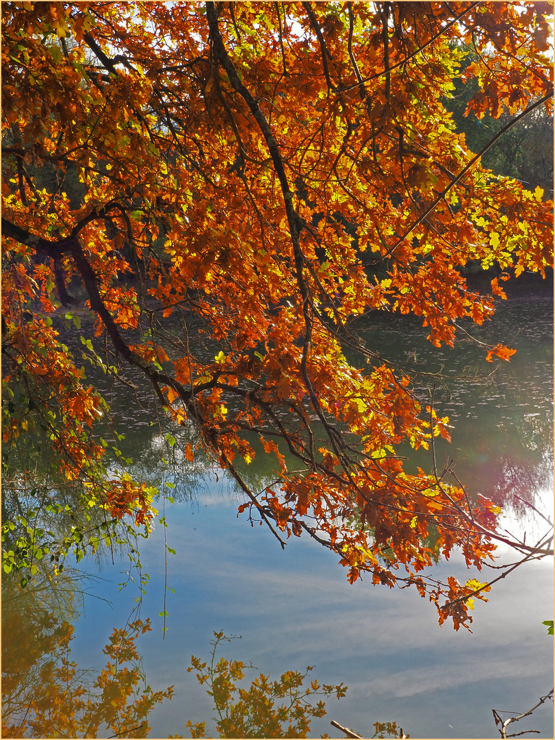 Novembre orange