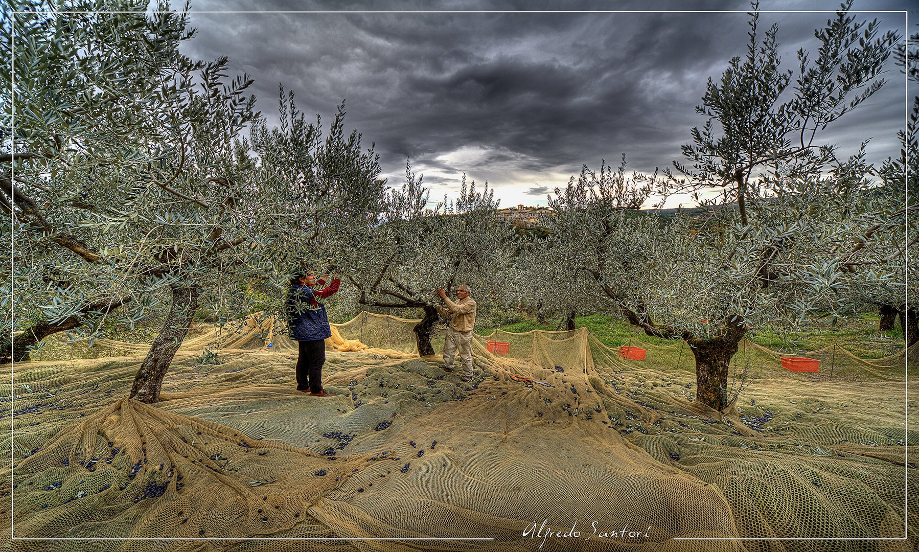 Novembre...la raccolta delle olive