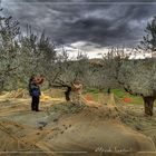 Novembre...la raccolta delle olive