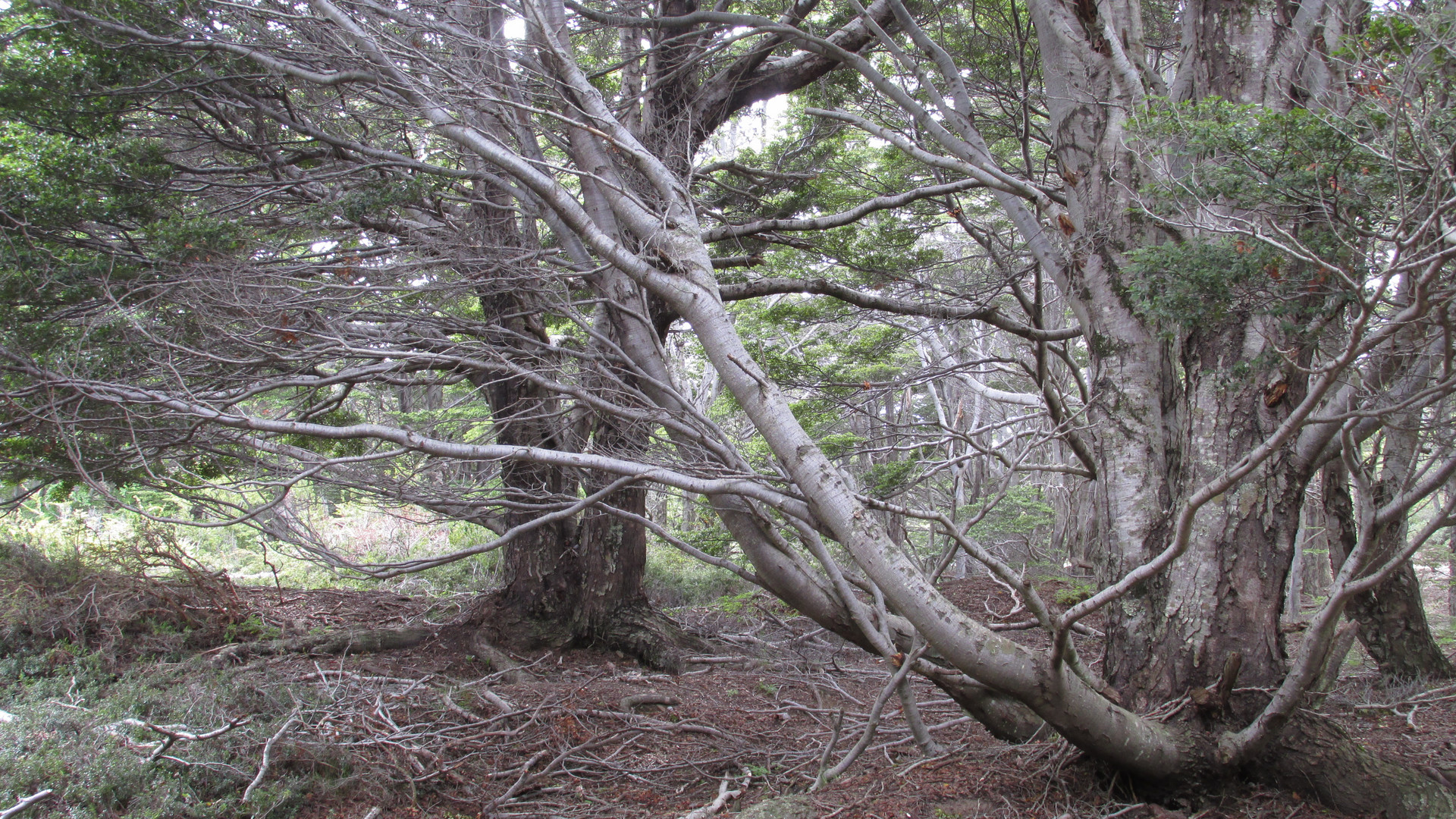 Noviembre en bosques de Punta Arenas