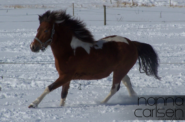 Now there's finally snow, and Ronja enjoying it © Nanna C.