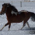 Now there's finally snow, and Ronja enjoying it © Nanna C.