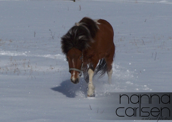 Now try Ronja to see how deep the snow is, by running through it © Nanna C.