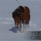 Now try Ronja to see how deep the snow is, by running through it © Nanna C.