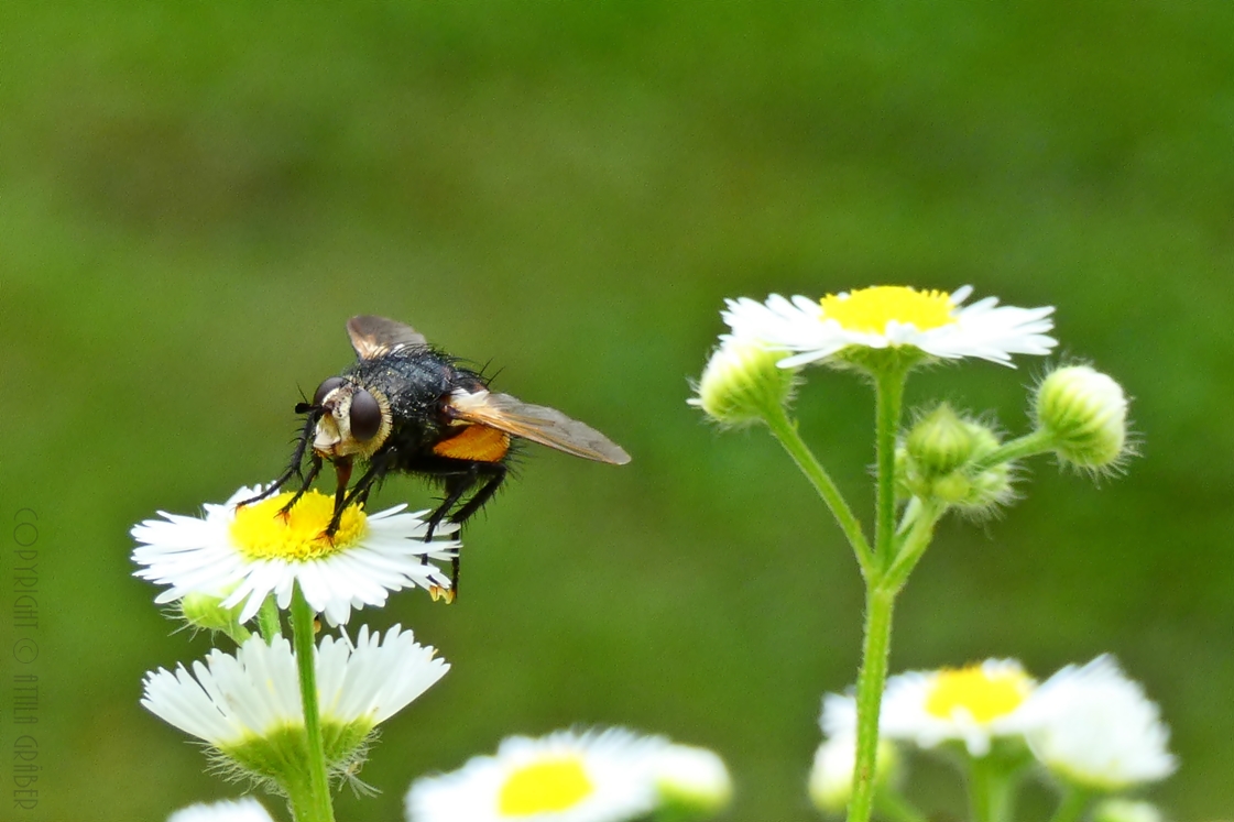 Nowickia ferox