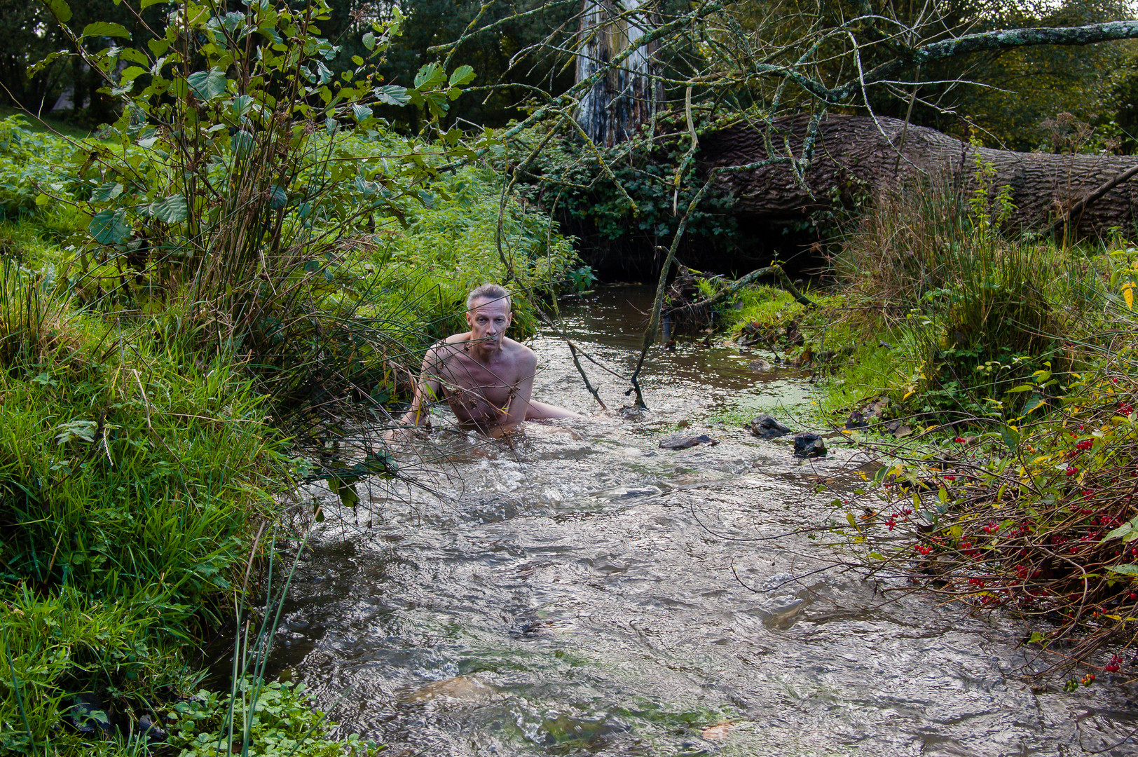 Noyé dans la verdure / Flooded in the greenery