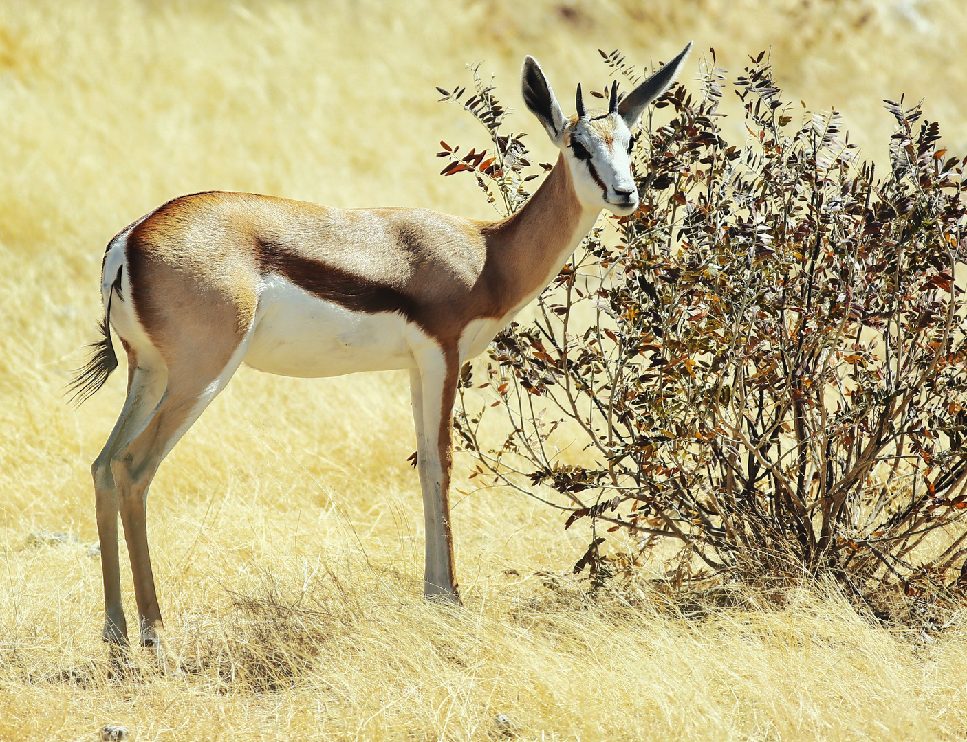 NP Etosha