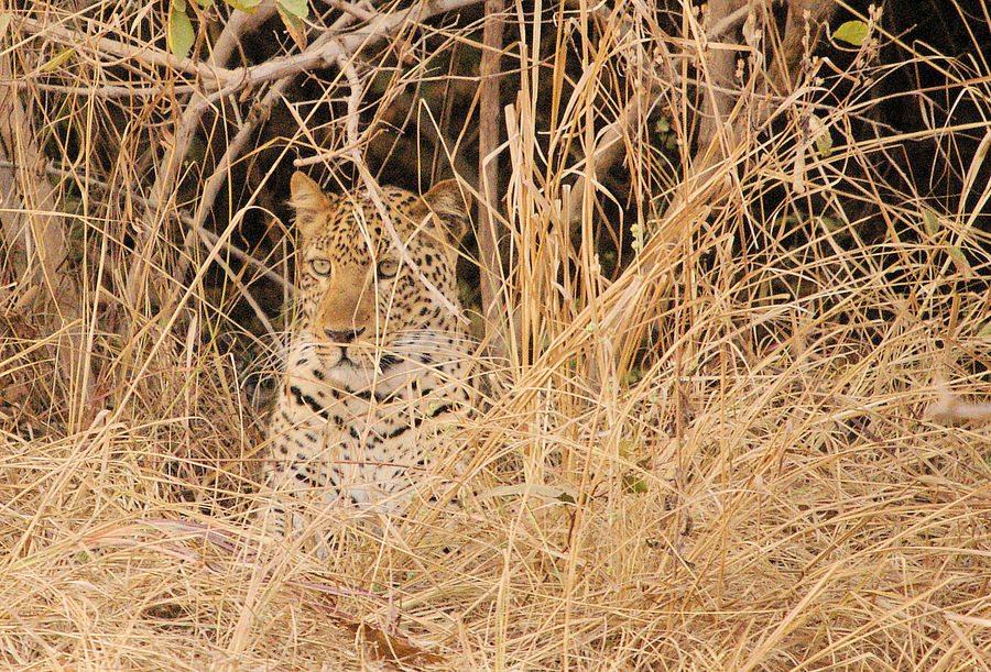 NP Nord Luangwa