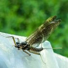 NP Thayatal - Geburt einer Libelle Korrektur: Eintagsfliege