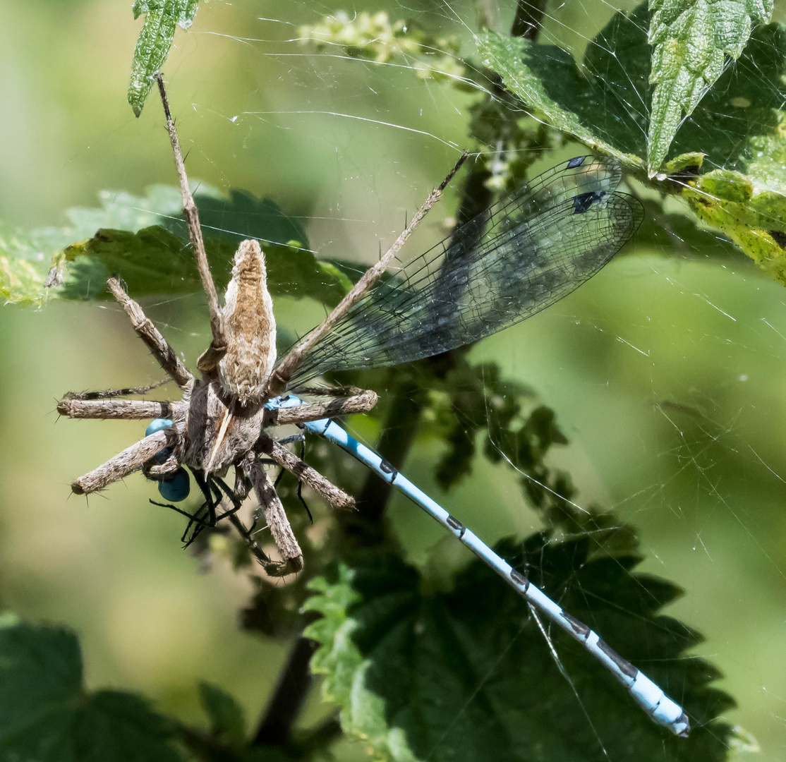 Nr. 1: Spinne erbeutet Libelle