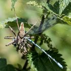 Nr. 1: Spinne erbeutet Libelle