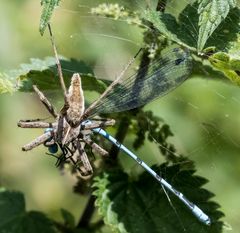 Nr. 1: Spinne erbeutet Libelle