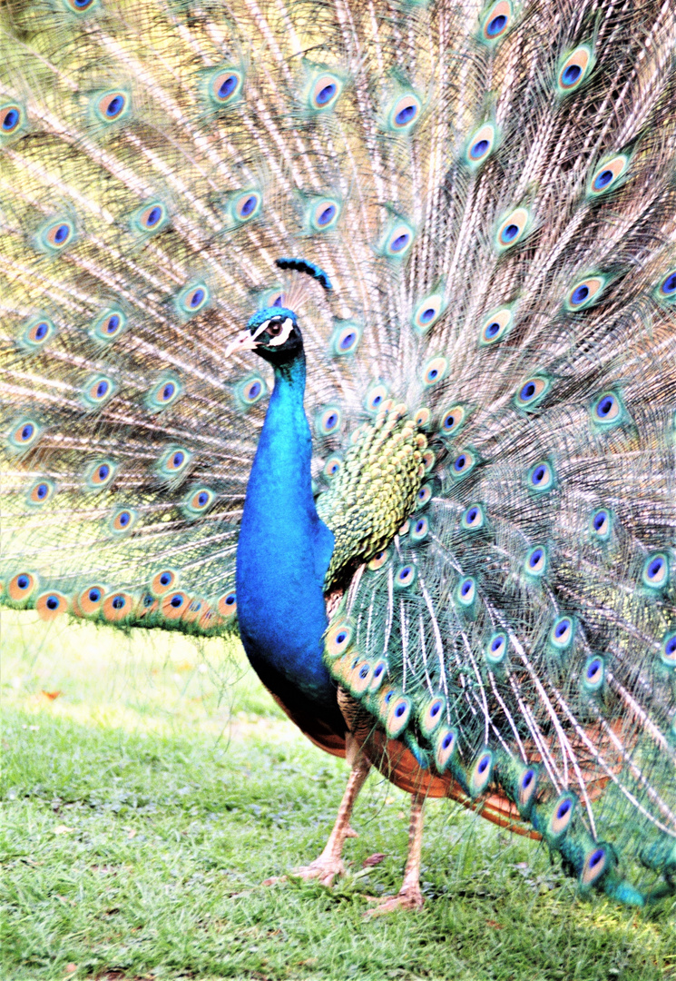 Nr. 24A (Neg.) Pfau im Botanischen Garten