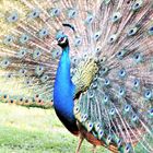 Nr. 24A (Neg.) Pfau im Botanischen Garten