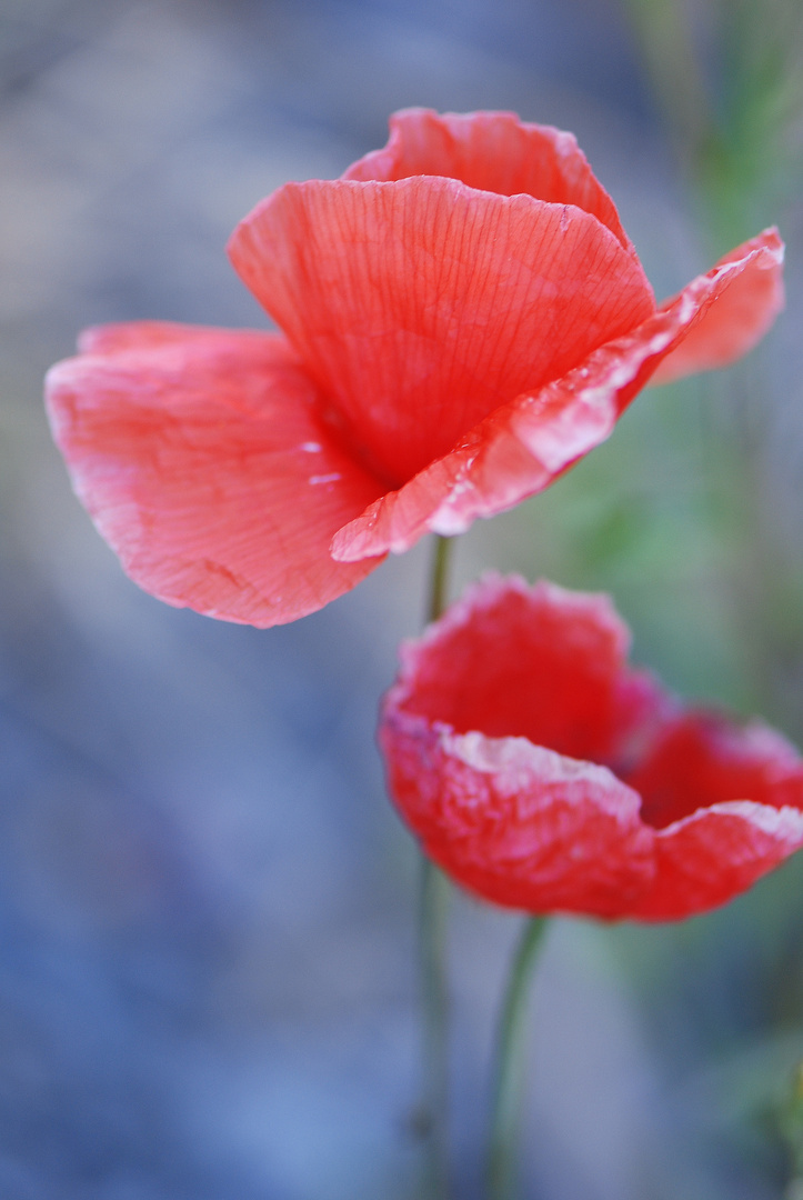 Nr. 6 Mohn