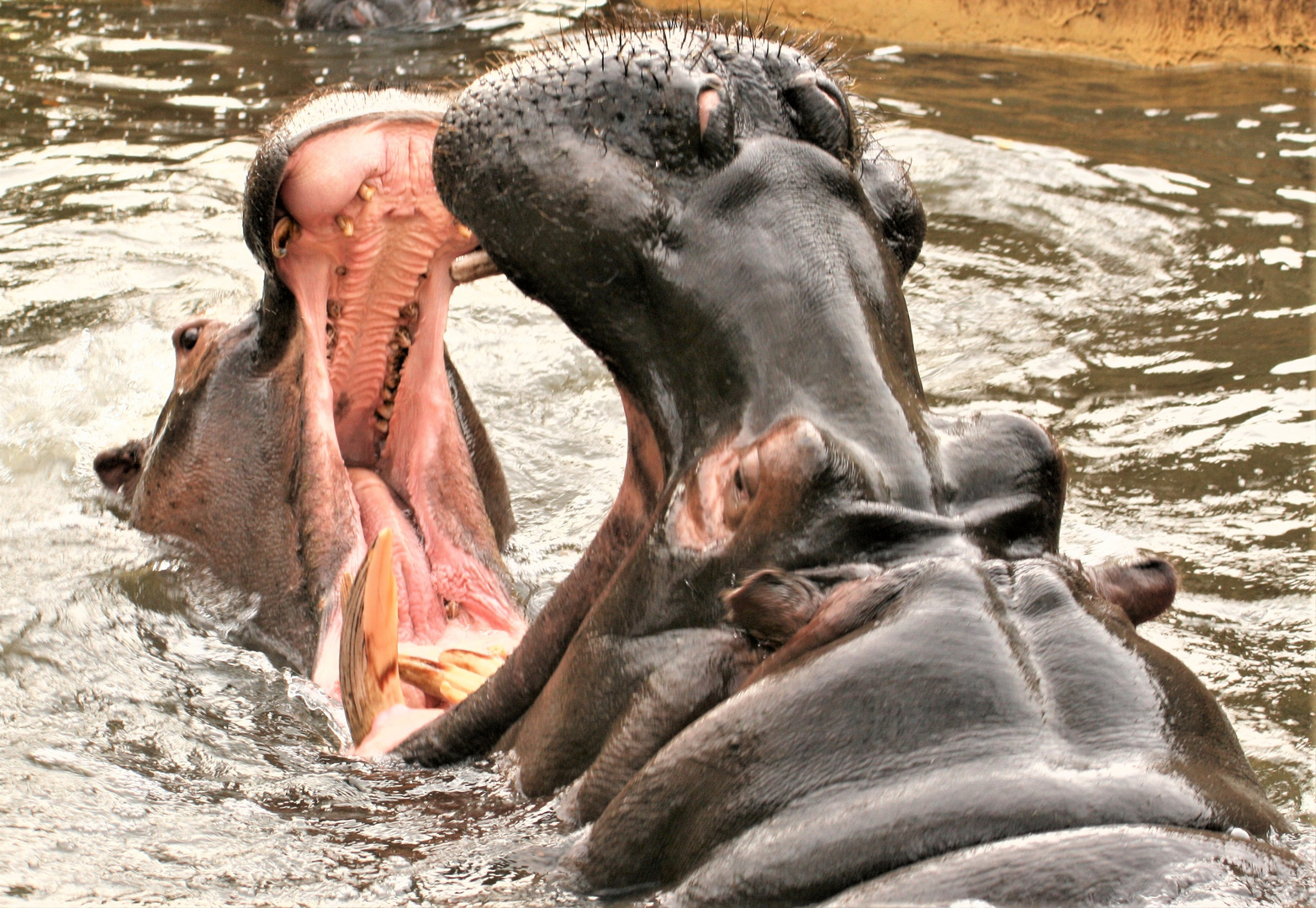 Nr. 7822 Nilpferde im Kölner Zoo