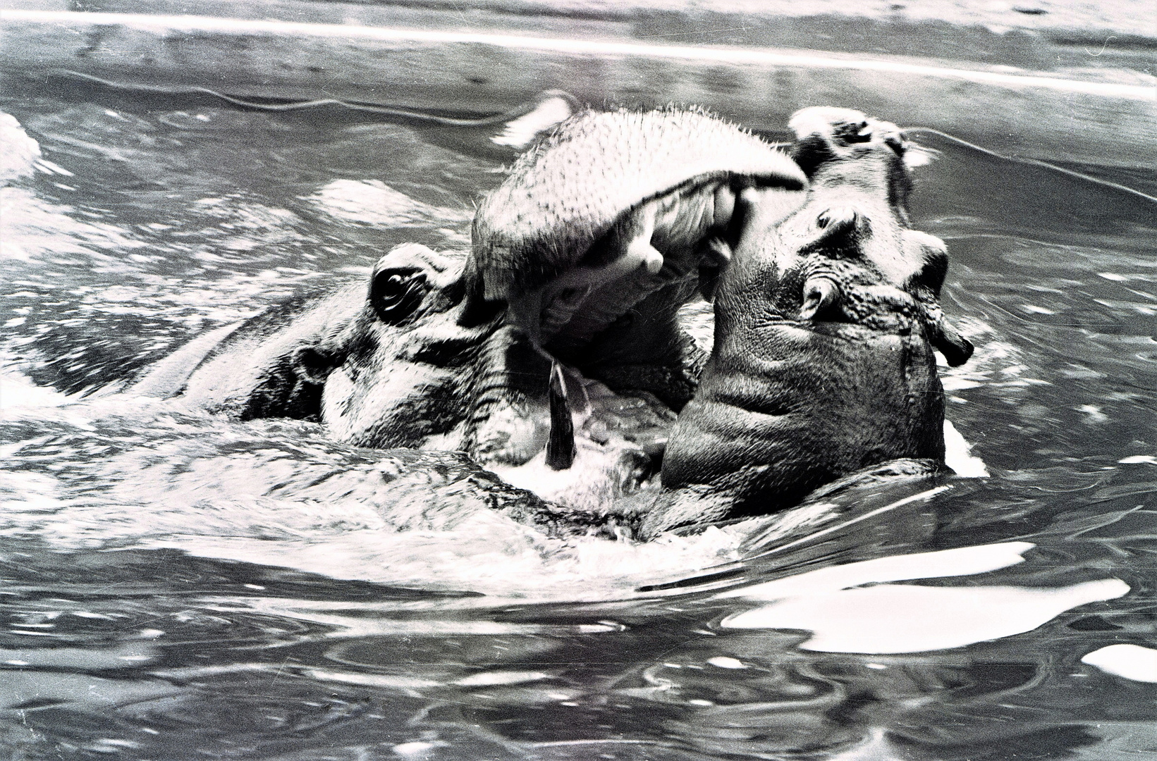 Nr.30A (Neg.SW) Junges Nilpferd  beißt Mutter in die Oberlippe