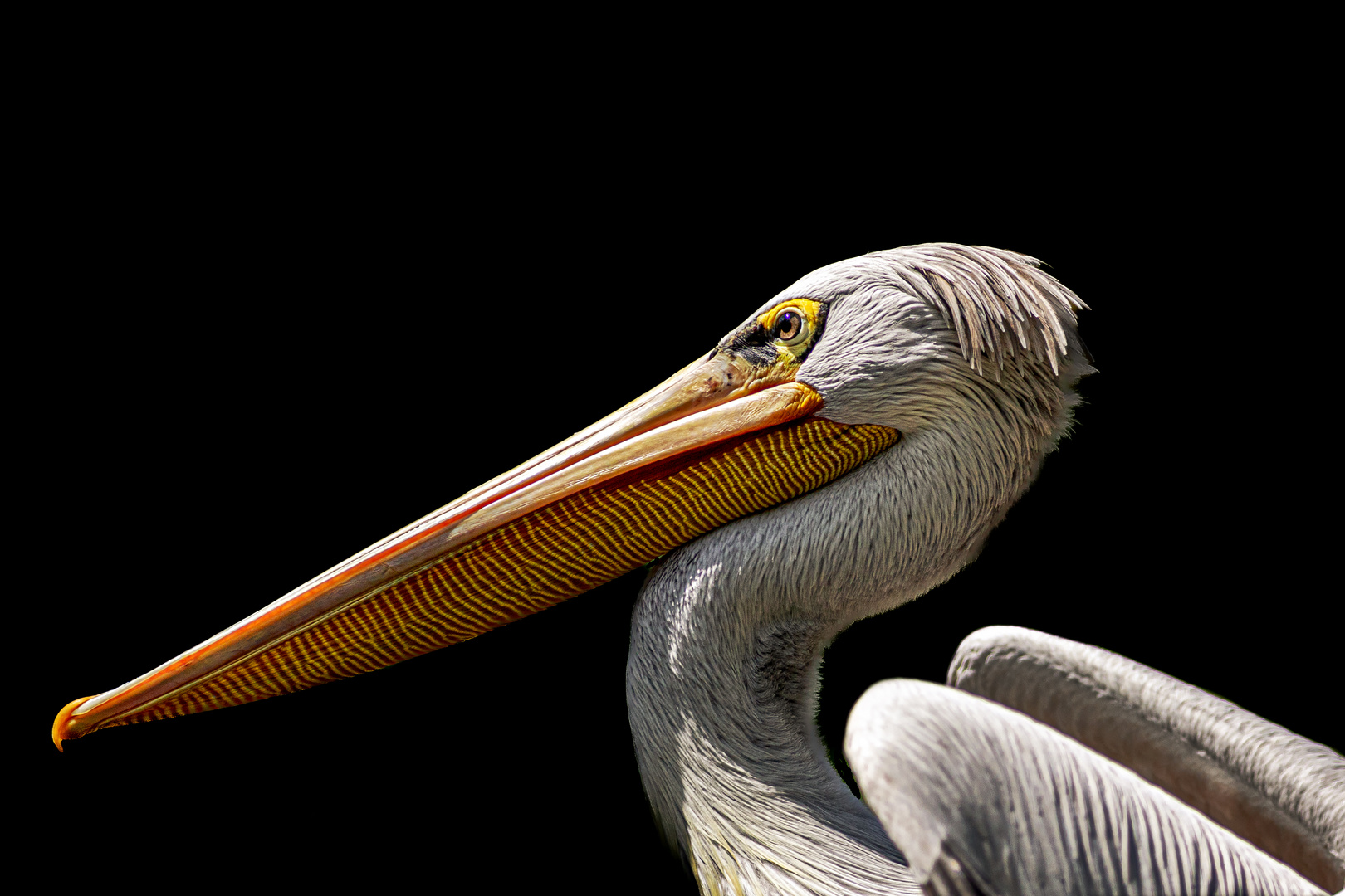 NRW - Duisburg - Duisburger Zoo - Rötelpelikan