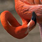 NRW - Duisburg - Zoo Duisburg - Flamingo