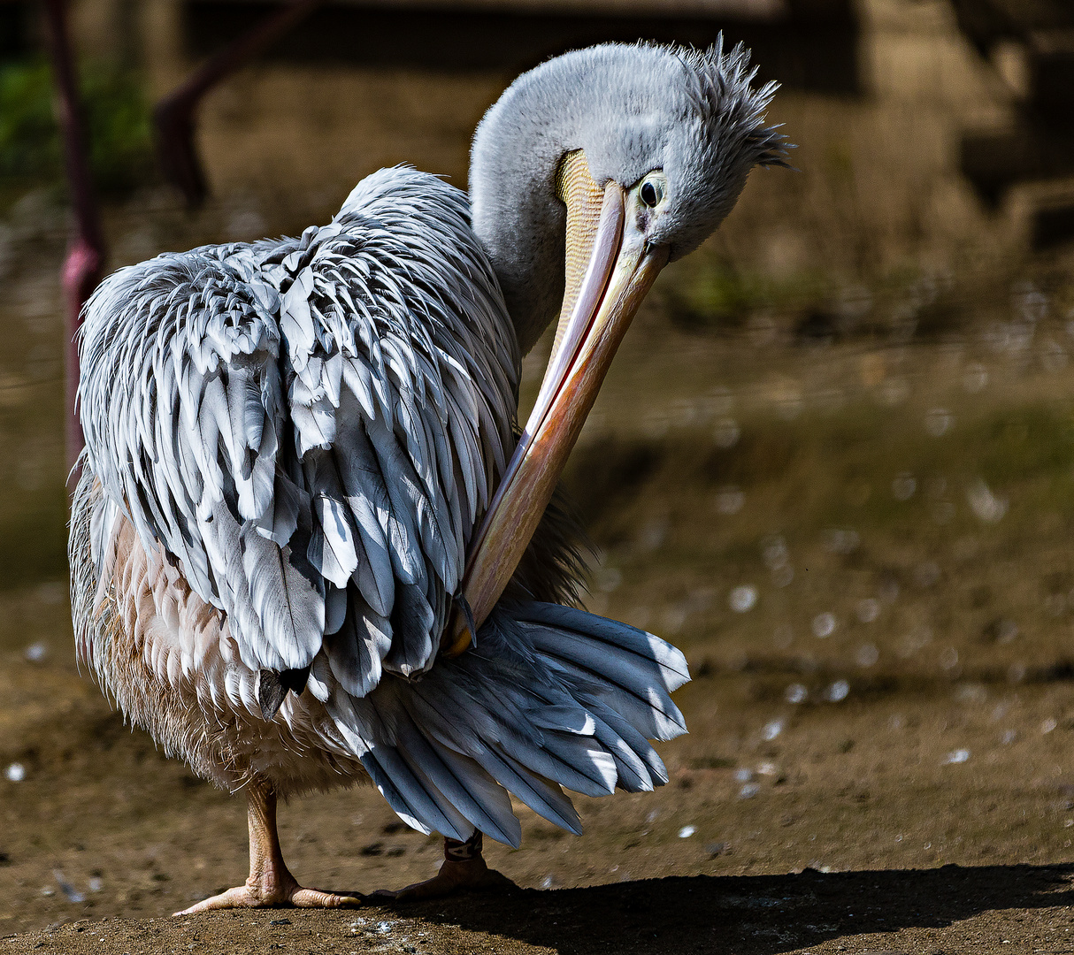 NRW - Duisburg - Zoo Duisburg - Pelikan