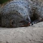 NRW - Duisburg - Zoo Duisburg - Zebramanguste