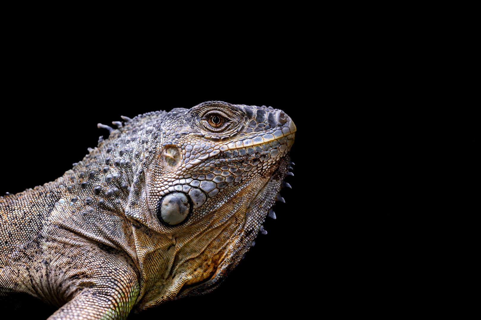 NRW - Rheinberg - Terra Zoo - Baumleguan