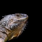 NRW - Rheinberg - Terra Zoo - Baumleguan