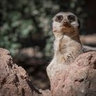 NSE Beauftragte im Zoo Leipzig